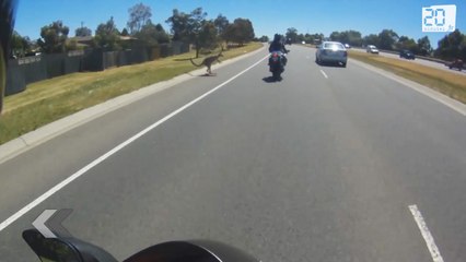 Risquer l'accident à cause d'un kangourou