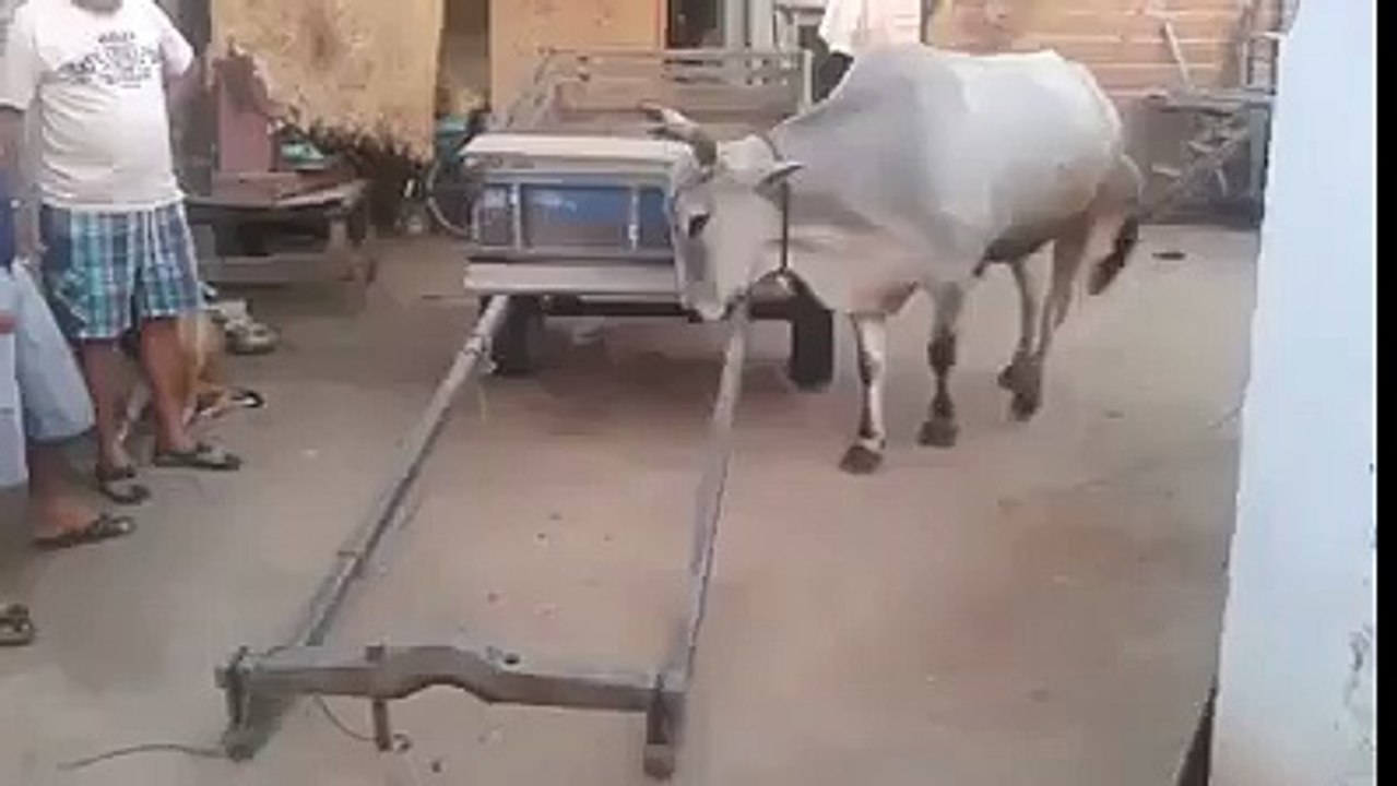 Vous n'allez pas croire de quoi est capable cette vache