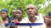 Sierra Leone : amère récolte de cacao