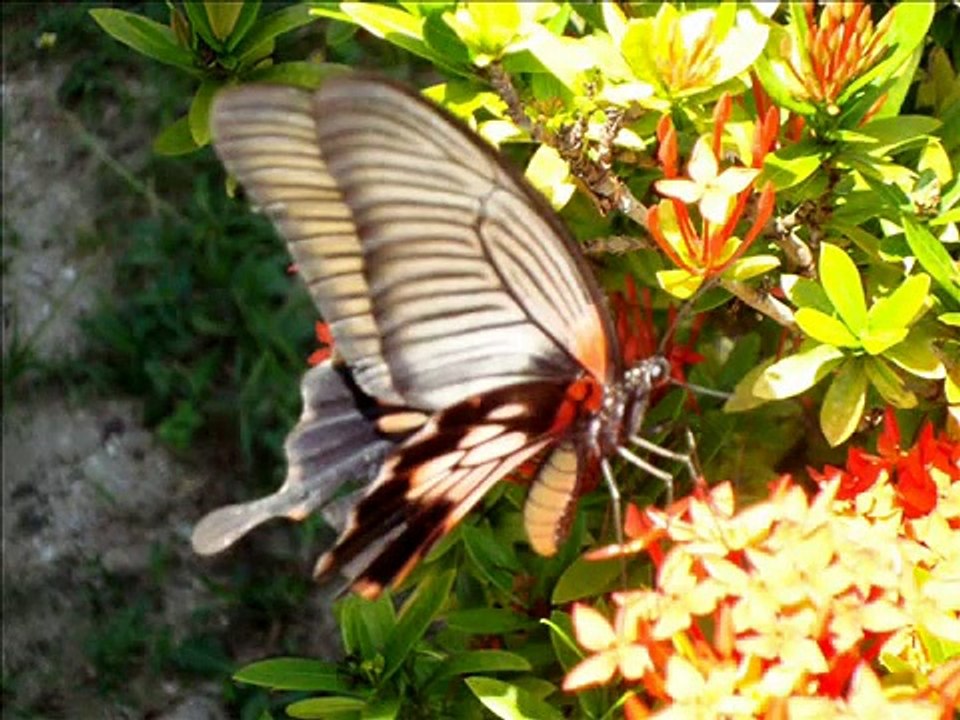 Butterfly´s trip