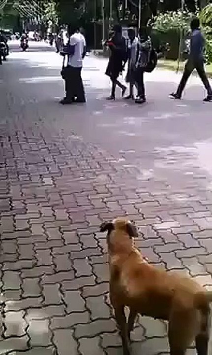 Un conducteur de scooter débile