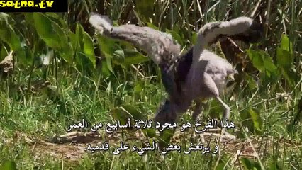 منتديات أسود الفضائيات :: " في الطبيعة البقاء للأقوى حتى بين الاخوة " (مشهد مأثر)