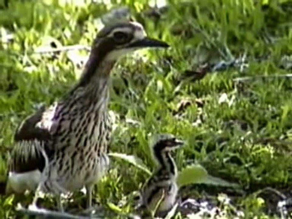 Bush_Thick-knee_rushck