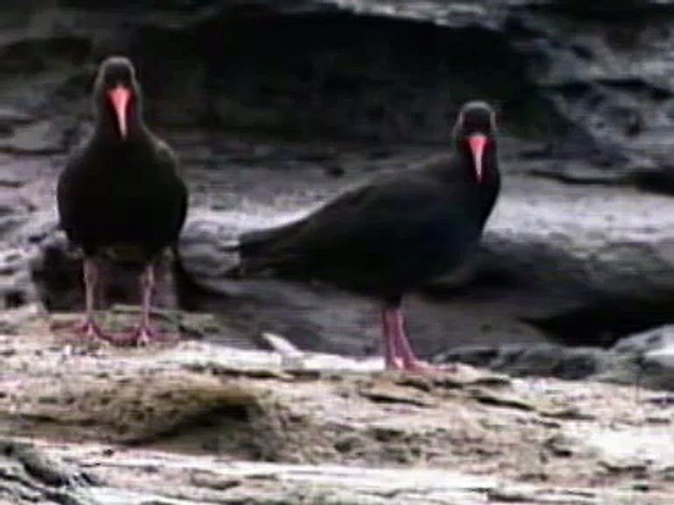 Sooty Oystercatcher
