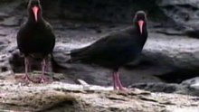 Sooty Oystercatcher