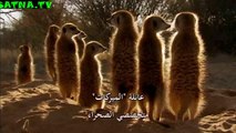 منتديات أسود الفضائيات 