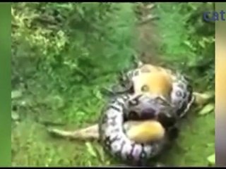 Cet homme arrive juste à temps pour sauver son chien d'un reptile terrifiant !