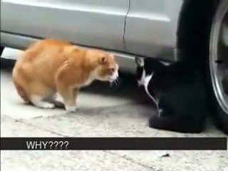 Cat Betrayed His Girlfriend - Loyalty