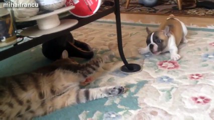 Cat And Bulldog Funny Videos Compilation.
