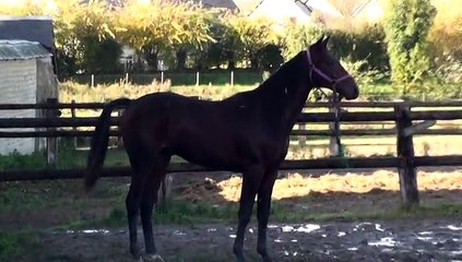 DJ POLE DANS SON PADDOCK A CARENTAN