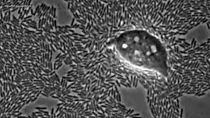 How Do You Stop Bacteria That Infects Almost Anything?