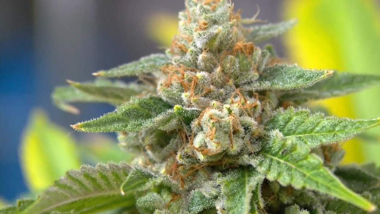 Pot legalization: Which states are next?