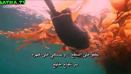 منتديات أسود الفضائيات :: " ثعلب البحر "