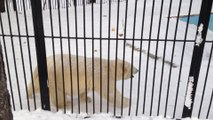Playful bear slides down snowy hill