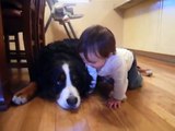 Un énorme chien lèche un bébé