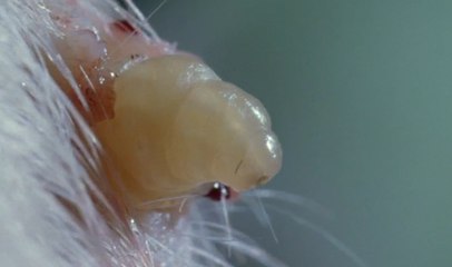 Botfly Sineğinin Akılalmaz Üreme Taktiği