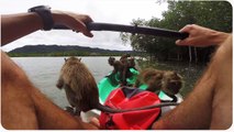 Monkeys Invade Kayaker | Tiny Fruit Ninjas