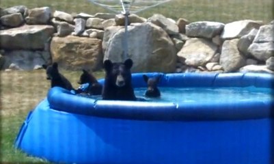 Siyah Amerikan Ayılarının Havuz Keyfi