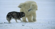 Eskimo Köpekleri ile Kutup Ayısının Şaşırtan Dostluğu