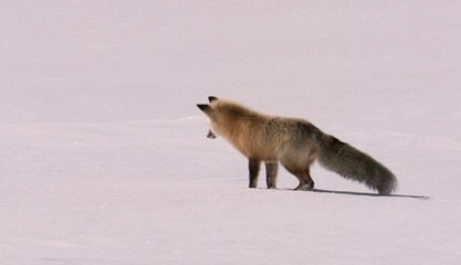 Dünya'nın Manyetik Alanını Kullanarak Avlanan Tilki