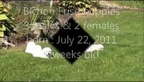 Bichon Frise puppies for sale - September 20, 2011