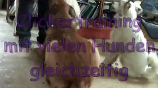 Clickertraining - Viele Hunde gleichzeitig
