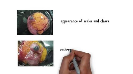 Nature Form - Hatchery Technologies & Incubation Equipment