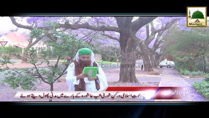 Package 03 - Pretoria South Africa Rukn-e-Shura Kay Madani Phool