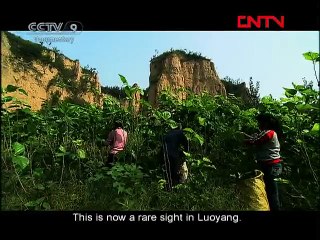 《Luoyang》 Part Ⅲ The Silk Road