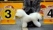 Osaka International dog show FCI 2012 report bichon frise Colt review