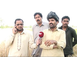 Daska Gandum Katai Report dr Amin Raza