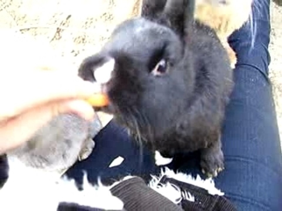 Zum angriiiiiff! - jagd aufs gemüse
