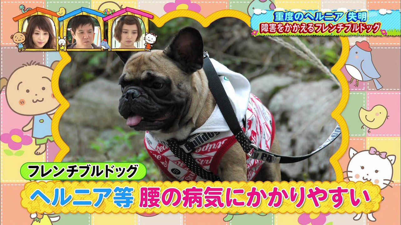 14 11 23 ペットの王国 ワンだランド 動画 Dailymotion