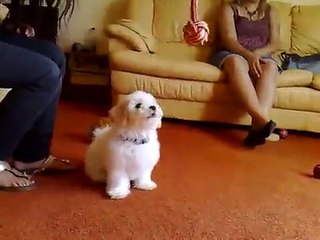 Bichon Frise Puppy Playing