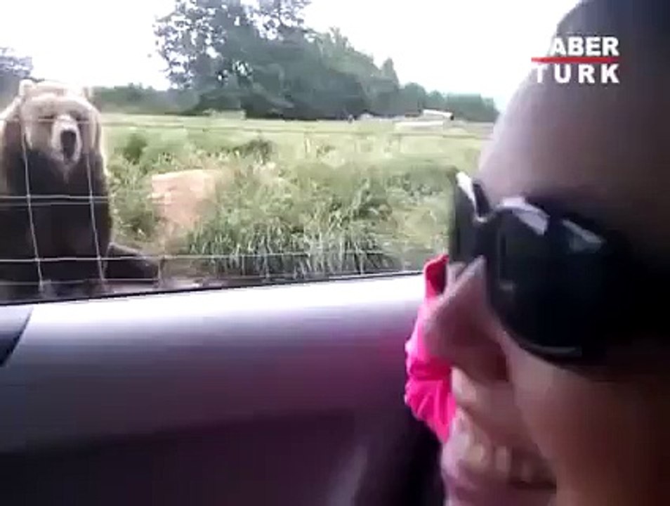 Ayı El Sallıyor