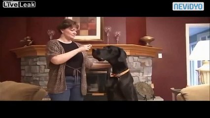 Dünyanın en uzun köpeği süper...!