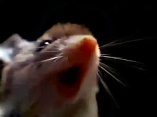 Fare Kendini Kurt Sanıyor