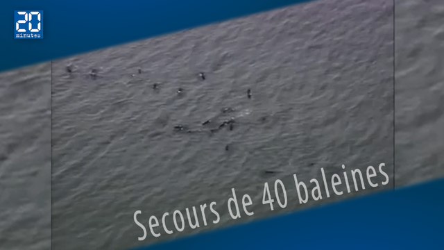 L'armée et la police britannique portent secours à une quarantaine de baleines