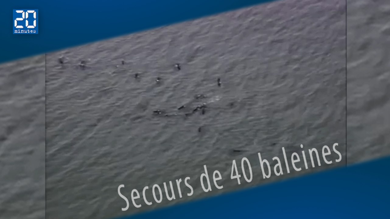 L'armée et la police  britannique portent secours à une quarantaine de baleines