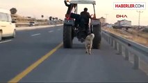 Çalınan Köpeğini Bulup Traktörün Arkasına Bağlayarak Götürdü