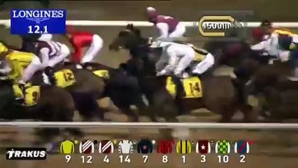 20.11.2014 Meydan (Dubai-UAE) 1.Race Dubai Duty Free Finest Surprise - Maiden 1.600 m