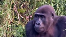 Un gorille reconnait la fille de son sauveur, 12 ans après être retourné à la vie sauvage