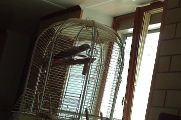 Framboise dans ça cage avec la  MUSIQUE qui chante et parle