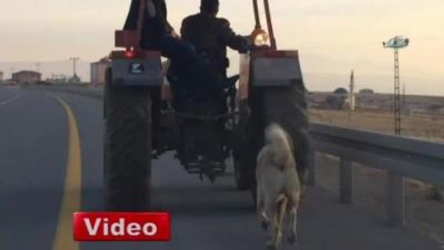 Köpeğini Traktörün Arkasına Bağlayıp...