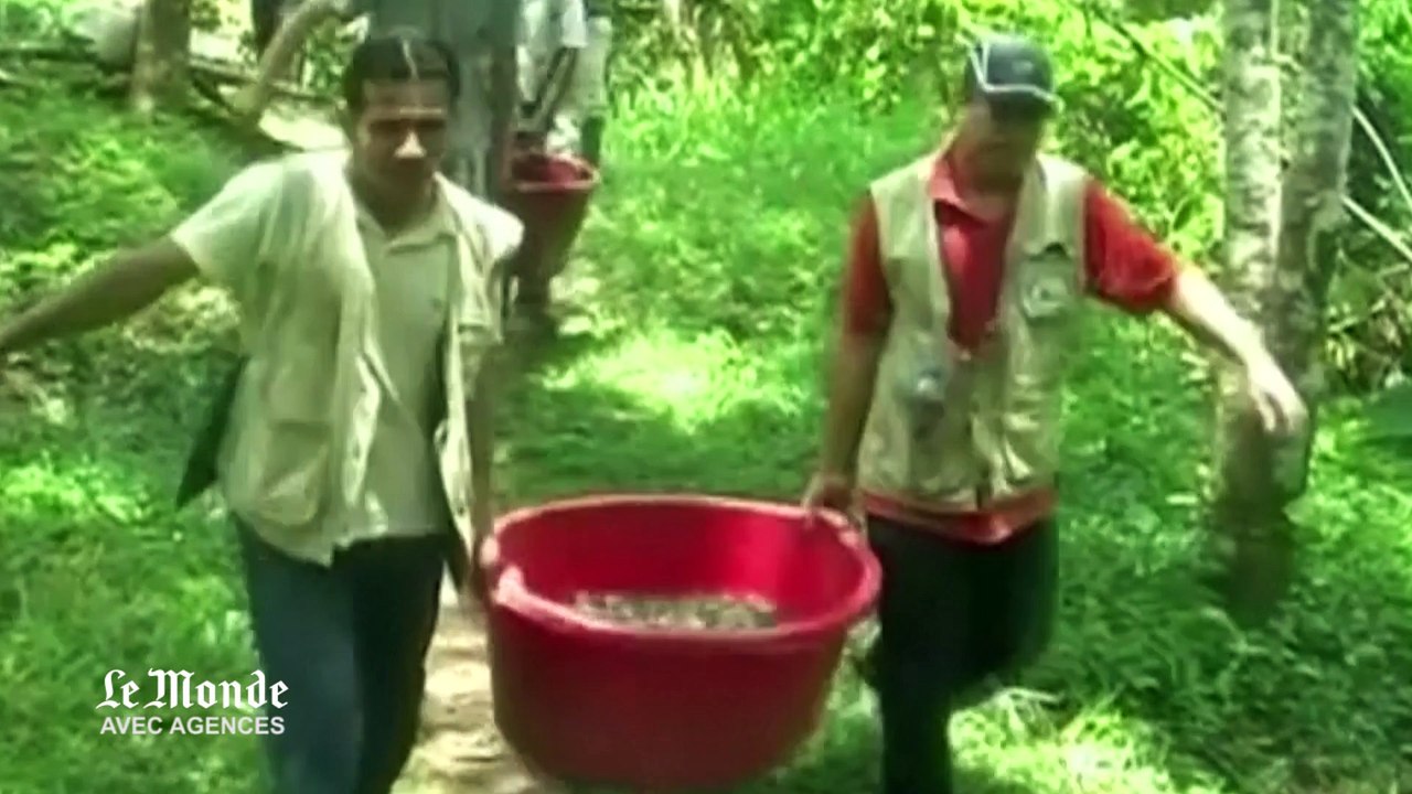 Pérou : 500 tortues d'Amazonie retrouvent leur habitat naturel