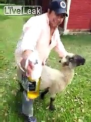 Il embête un mouton, il va vite le regretter