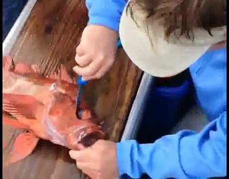 Un homme mange un oeil de poisson