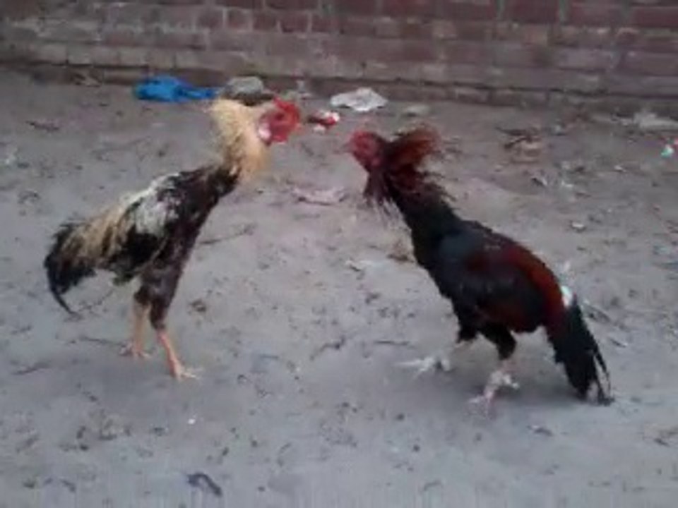 aseel butt jawa vrs waleed laka.........