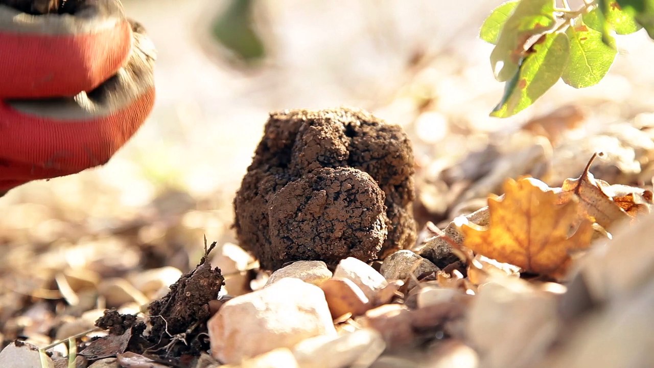 la truffe en ventoux