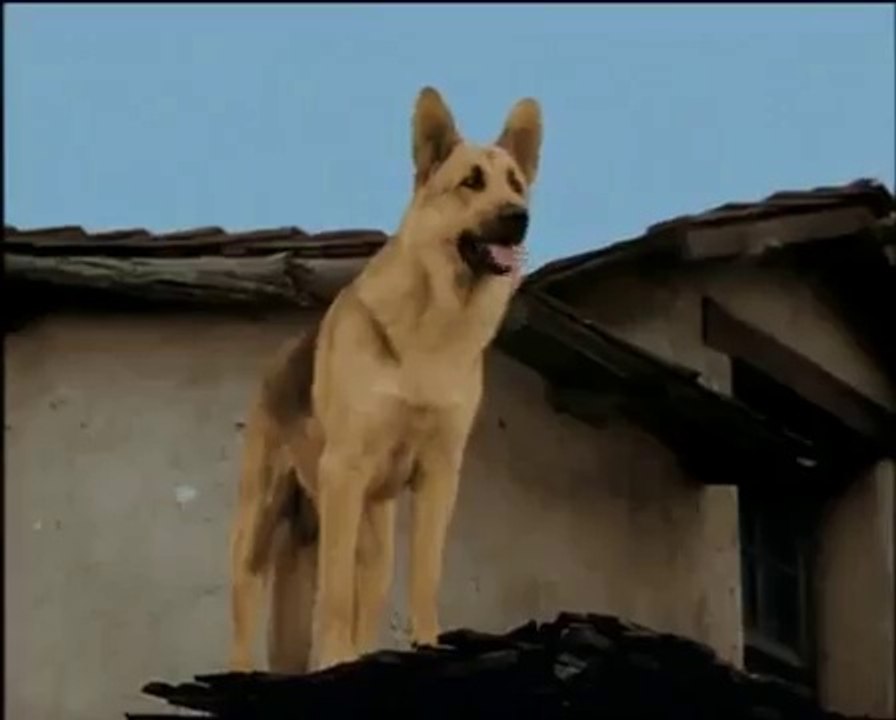 RinTinTin . 11  / Riviere Aux Folies